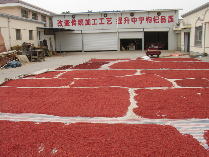 goji_berries_laid_out_to_dry_684
