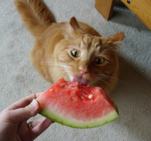 pet-slice-watermelon-juicy-cat