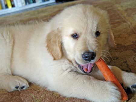 puppy-eating-carrot-706070